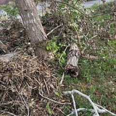 【無料】倒木あります！薪・キャンプ用などにどうぞの画像