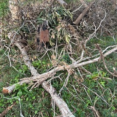 【無料】倒木あります！薪・キャンプ用などにどうぞの画像