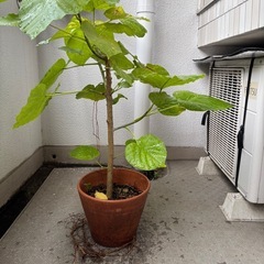 格安　ウンベラータ　鉢付きの画像