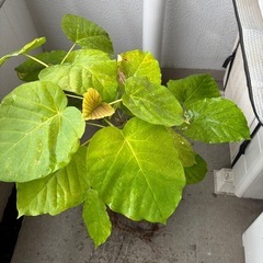 格安　ウンベラータ　鉢付きの画像