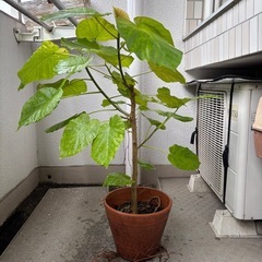 格安　ウンベラータ　鉢付きの画像