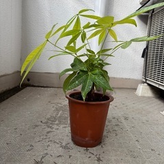 パキラ　の画像