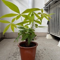 パキラ　の画像