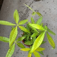 パキラ　の画像