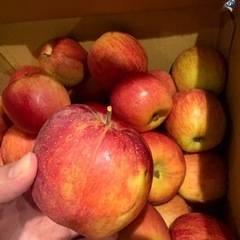 【売り切れ】山形のりんご　一個100円　の画像