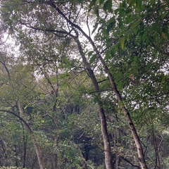 〈予約受付ます〉 くぬぎ　1kgの値段　薪 立木　未乾燥の画像