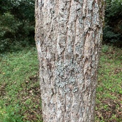 〈予約受付ます〉 くぬぎ　1kgの値段　薪 立木　未乾燥の画像