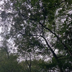 〈予約受付ます〉 くぬぎ　1kgの値段　薪 立木　未乾燥の画像