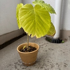 ウンベラータ　可愛いです。　鉢付きの画像