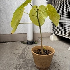 ウンベラータ　可愛いです。　鉢付きの画像