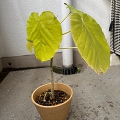 ウンベラータ　可愛いです。　鉢付きの画像