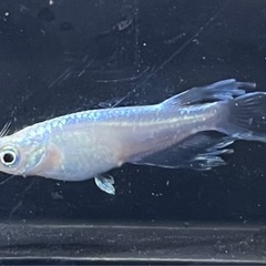 メダカ各種の画像