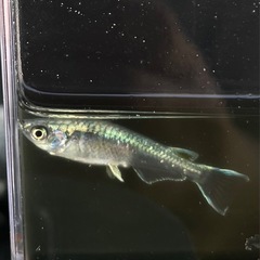 メダカ各種の画像