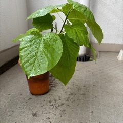 格安　ウンベラータ　鉢付きおしゃれの画像