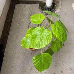 格安　ウンベラータ　鉢付きおしゃれの画像