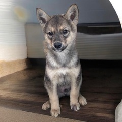 💕💕子犬の里親緊急募集