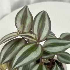 観葉植物　トラディスカンティア   ゼブリナの画像