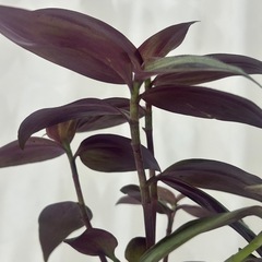 観葉植物　トラディスカンティア   ゼブリナの画像