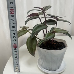 観葉植物　トラディスカンティア   ゼブリナの画像