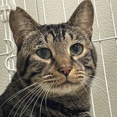 困り顔のキジトラ君　幸せになりたい！