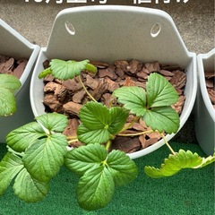 今期最後の白イチゴの苗 2株の画像