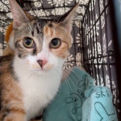 🐾動画付🐾譲渡会に参加します✨美猫ミケ✨個人面会🉑