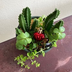 多肉植物寄植え🎄の画像