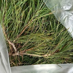 松の葉／枝、一部エゴ枝　の画像