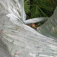 松の葉／枝、一部エゴ枝　の画像