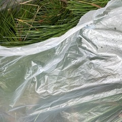 松の葉／枝、一部エゴ枝　の画像