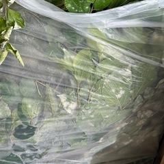 松の葉／枝、一部エゴ枝　の画像