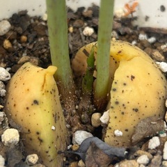 植物　アボカド　実生苗の画像