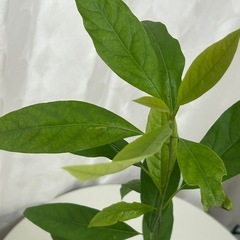 植物　アボカド　実生苗の画像