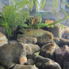 癒しのタンク　砂利低床と水草付き　エアストーン及び排水メッシュと餌やり蓋付き　ミナミヌマエビ抱卵のペアの画像