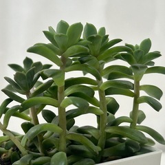 多肉植物　マッコス　角鉢ごとの画像
