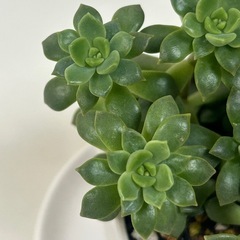 多肉植物　マッコス　角鉢ごとの画像
