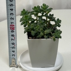 多肉植物　マッコス　角鉢ごとの画像
