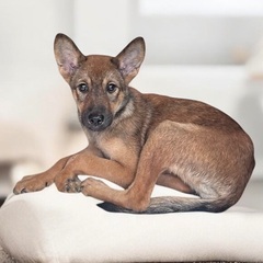 ❤️ 4ヶ月の子犬里親緊急募集