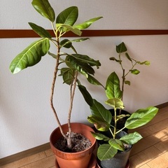 フィカスアルテシマ　3鉢　バラ売り可　観葉植物の画像