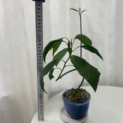 植物　アボカド　盆栽風曲げ仕立ての画像