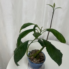 植物　アボカド　盆栽風曲げ仕立ての画像