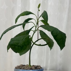 植物　アボカド　盆栽風曲げ仕立ての画像