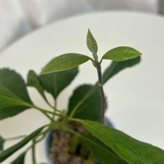 植物　アボカド　盆栽風曲げ仕立ての画像