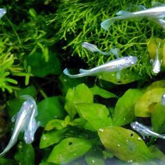 メダカ　ユニコーン　ペアの画像