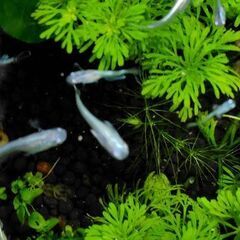 メダカ　ユニコーン　ペアの画像