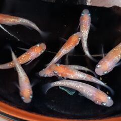 王華めだかの卵　３０個　　紅白ラメめだか　　　　　　　　　　　　　　　　　　　　　2025.11.5の画像