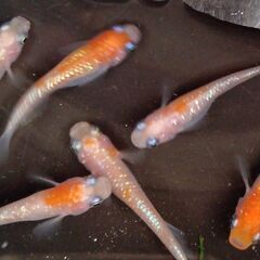 王華めだかの卵　３０個　　紅白ラメめだか　　　　　　　　　　　　　　　　　　　　　2025.11.5の画像