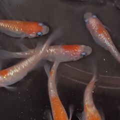 王華めだかの卵　３０個　　紅白ラメめだか　　　　　　　　　　　　　　　　　　　　　2025.11.5の画像