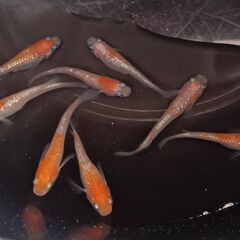 王華めだかの卵　３０個　　紅白ラメめだか　　　　　　　　　　　　　　　　　　　　　2025.11.5の画像