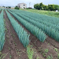 ⑦白ネギ【訳あり】Mサイズの画像